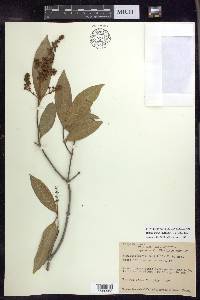 Heteropterys laurifolia image