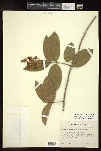 Heteropterys laurifolia image