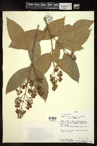 Heteropterys laurifolia image