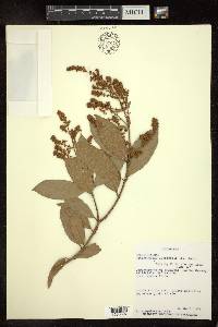 Heteropterys laurifolia image