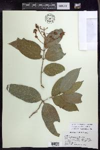 Heteropterys laurifolia image