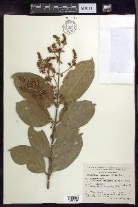 Heteropterys laurifolia image