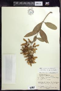 Heteropterys laurifolia image