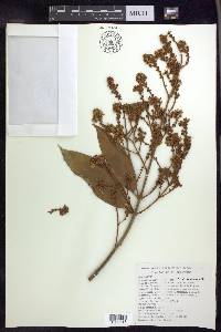 Heteropterys laurifolia image