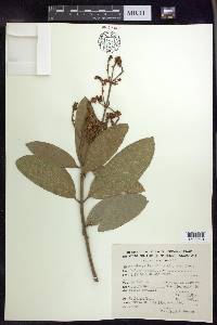 Heteropterys laurifolia image