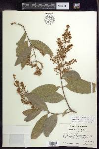 Heteropterys laurifolia image