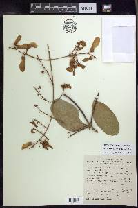 Heteropterys laurifolia image