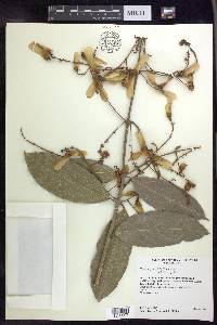 Heteropterys laurifolia image