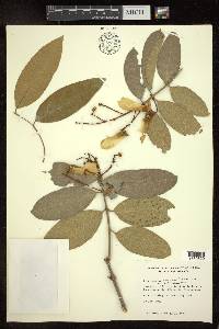 Heteropterys laurifolia image