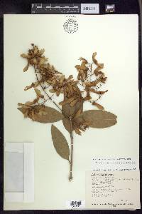 Heteropterys laurifolia image