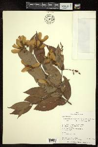 Heteropterys laurifolia image