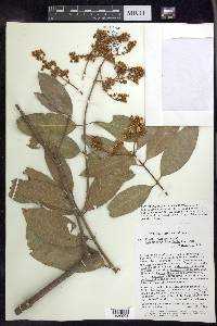 Heteropterys laurifolia image