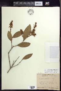 Heteropterys laurifolia image