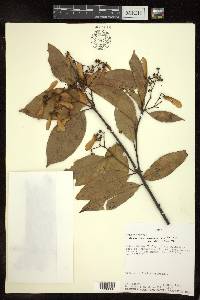 Heteropterys laurifolia image