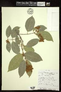 Heteropterys laurifolia image