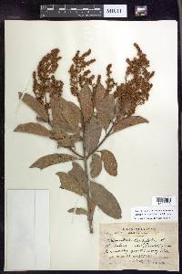 Heteropterys laurifolia image