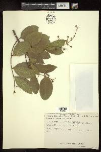 Heteropterys laurifolia image