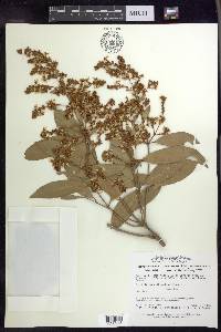 Heteropterys laurifolia image