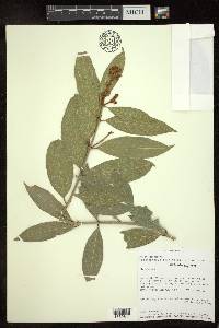 Heteropterys laurifolia image