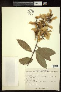 Heteropterys laurifolia image