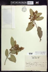 Heteropterys laurifolia image