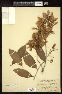 Heteropterys laurifolia image