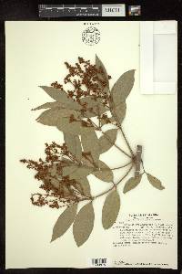 Heteropterys laurifolia image