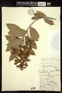 Heteropterys laurifolia image