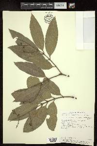 Heteropterys laurifolia image