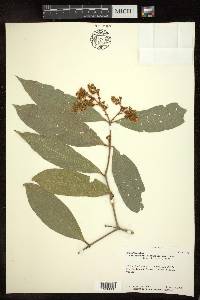 Heteropterys laurifolia image