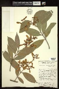 Heteropterys laurifolia image