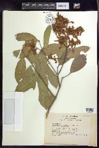 Heteropterys laurifolia image