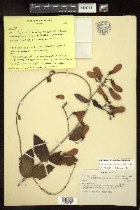 Heteropterys cotinifolia image