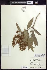 Heteropterys laurifolia image