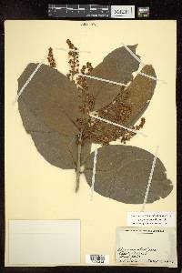 Heteropterys laurifolia image