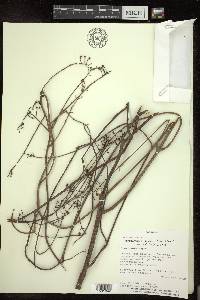 Heteropterys glabra image