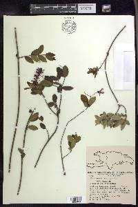 Tetrapterys buxifolia image