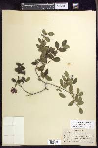 Tetrapterys buxifolia image