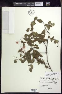 Tetrapterys buxifolia image