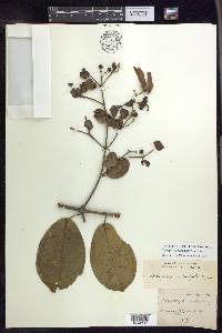 Tetrapterys calophylla image