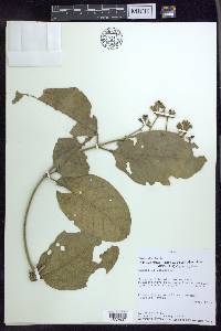 Tetrapterys crotonifolia image