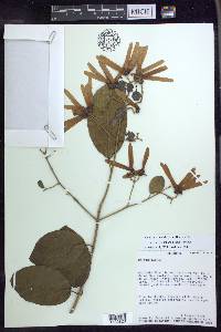 Tetrapterys goudotiana image