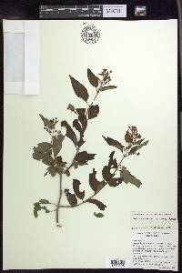Heteropterys palmeri image