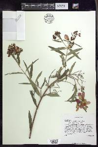 Heteropterys glabra image