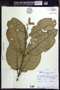 Tetrapterys crotonifolia image