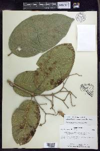 Tetrapterys crotonifolia image