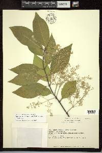 Psychopterys multiflora image