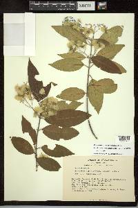 Psychopterys multiflora image