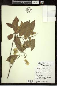 Psychopterys multiflora image