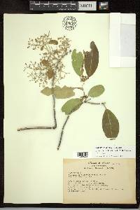 Psychopterys multiflora image